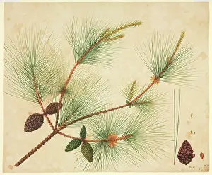 Pinus: Pinus wallichiana, pine tree