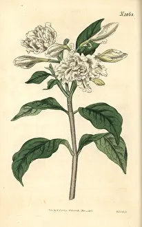 Pinwheel: Pinwheel flower, Tabernaemontana divaricata