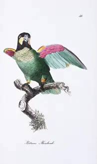 Psittaciformes: Pionopsitta barrabandi, orange-cheeked parrot