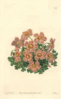 Oxalis: Piotta's oxalis or woodsorrel, Oxalis piottae