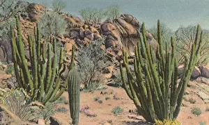 Forefront: Pipe Organ Cactus