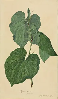 Endeavour: Piper methysticum, kava