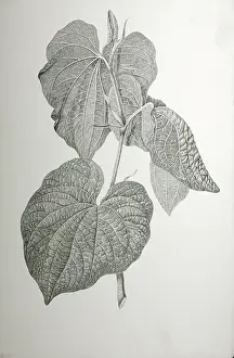 Endeavour: Piper methysticum, kava