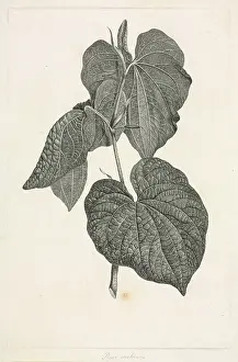 Endeavour: Piper methysticum, kava