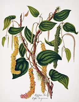 Pepper: Piper nigrum, pepper vine