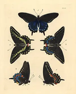 Asterias: Pipevine and black swallowtwail butterflies