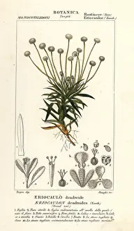 Devegni: Pipewort, Paepalanthus dendroides