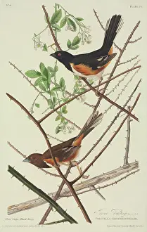 Blackberry: Pipilo erythropthalmus, eastern towhee