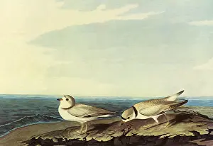 Plover: Piping Plover, Charadrius melodus