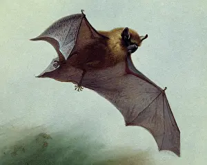 Chiroptera: Pipistrellus pipistrellus, common pipistrelle