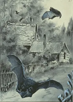 Locomotion: Pipistrellus pipistrellus, common pipistrelle