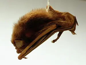 Membrane: Pipistrellus sturdeei, Sturdee's pipistrelle