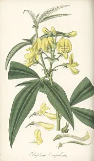 Bhutan: Piptanthus nepalensis