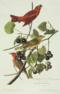Vitis: Piranga rubra, summer tanager