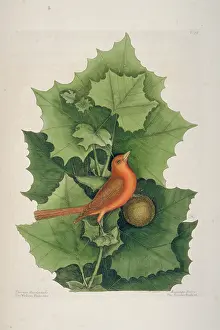 Catesby: Piranga rubra, summer tanager