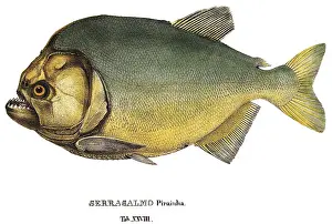 Ferocious: Piranha