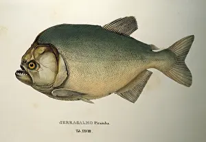 Piranha: piranha serrasalmo