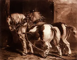 Equines: Pirate and Outlaw