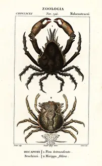 Tetraodon: Pisa tetraodon and Micippa philyra