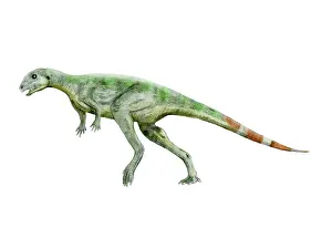 Agility: Pisanosaurus dinosaur
