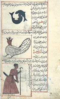 Harpy: Pisces and Orion, Zodiacal Constellations, 16th century