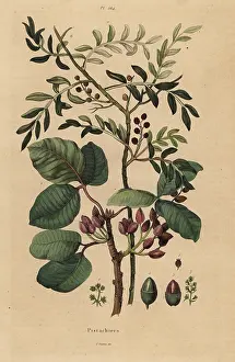 Pistachio: Pistachio nut tree, Pistacia vera