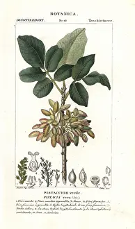 Pistachio: Pistachio, Pistacia vera