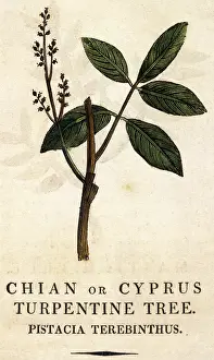 Turpentine: PISTACIA TEREBINTHUS