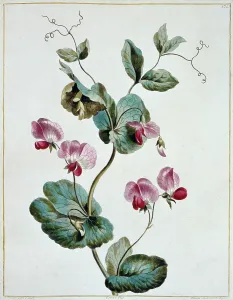 Fabidae: Pisum sativum, crown pea