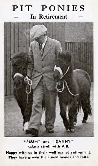 Brisco: Pit Ponies in Retirement - Plum & Danny