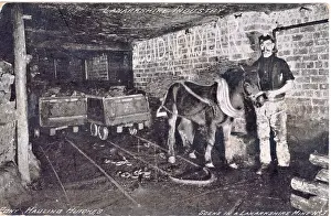 Lanarkshire: Pit pony with handler underground in Lanarkshire mine
