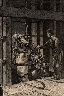1869: A pit pony being lowered down a mine shaft in