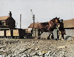 Blinkered: PIT PONY PULLING COAL