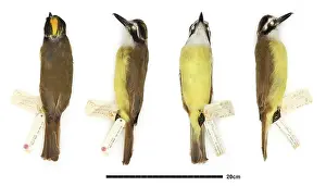 Tyrant: Pitangus sulphuratus, great kiskadee