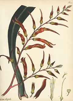 Guadeloupe: Pitcairnia bifrons