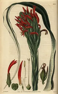 Bracteata: Pitcairnia bifrons