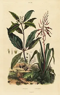Casse: Pitcairnia and Victorian box tree