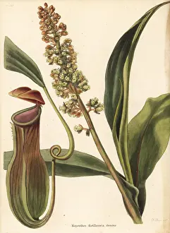 Shotter: Pitcher plant, Nepenthes distillatoria
