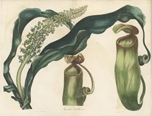 Volume 4: Pitcher plant, Nepenthes distillatoria