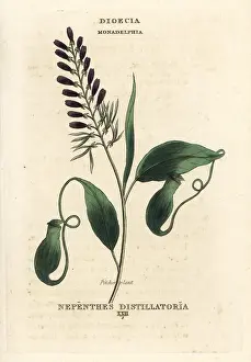 Duppa: Pitcher plant, Nepenthes distillatoria, native