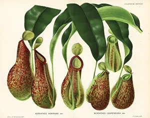 Nepenthes: Pitcher plant varieties