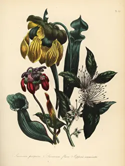 Humphreys: Pitcher plants and caper bush