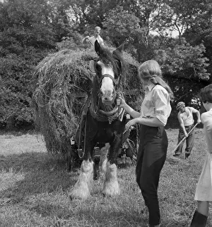 Noss: Pitching Hay