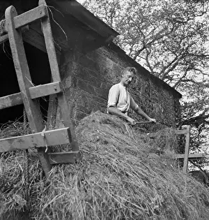 Ferrers: Pitching Hay
