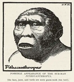 Erectus: Pithecanthropus Erectus
