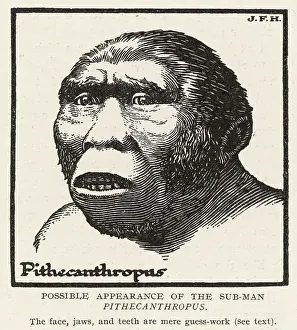 Erectus: Pithecanthropus Erectus