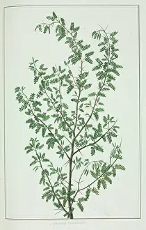 Fabidae: Pithecellobium circinale