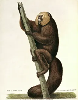 Kearsley: Pithecia pithecia, white-faced saki