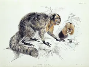 Silky: Pithecia sp. saki and Pithecia leucocephala, white-headed s