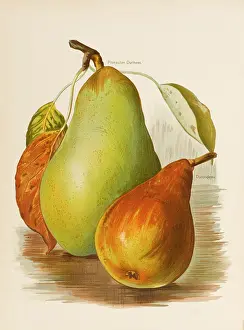 PEARS